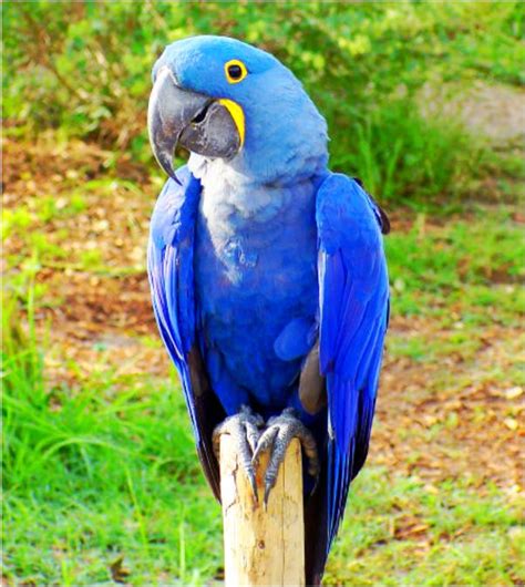 Hyacinth Macaw : Biological Science Picture Directory – Pulpbits.net