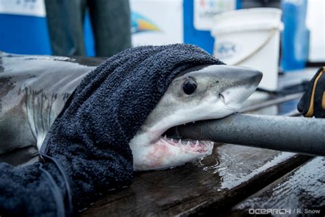 New Shark Pup, 'Great White Finn,' Spotted Off Long Island: Video ...