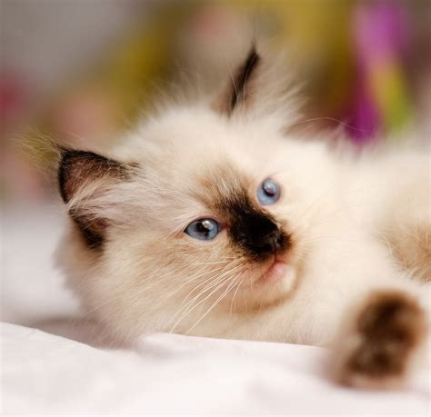 230 Ragdoll Cat Names - Great Ideas For Naming Your Ragdoll Kitten