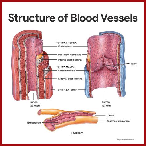 What Is Lumen Anatomy - Anatomical Charts & Posters