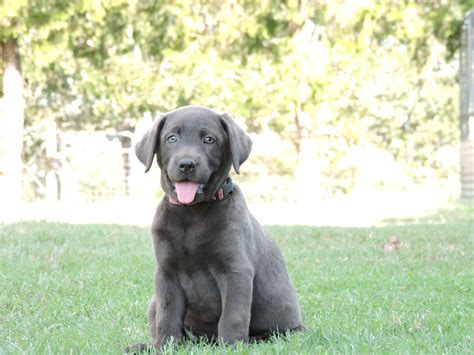 Silver Lab Puppies for Sale – 9-25-2019 – Silver Labs for Sale – Dog ...