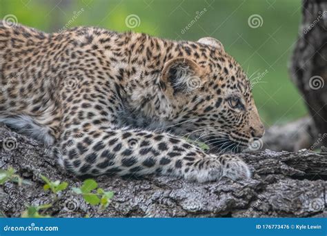 Leopard Cub Lying on a Tree Branch. Stock Photo - Image of safari, lying: 176773476