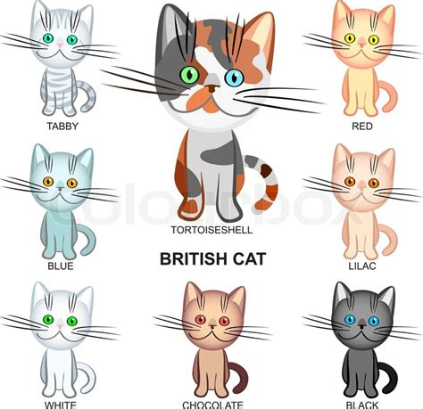 The British Shorthair cats of various colors: black, white, tabby, tortoieseshell, lilac; blue ...