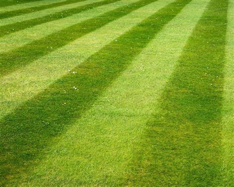 How to mow stripes on a lawn: tips for impressive results | Gardeningetc