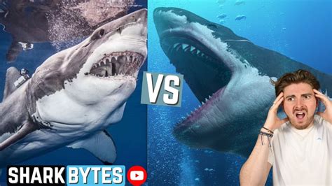 Megalodon Shark Vs Great White Shark