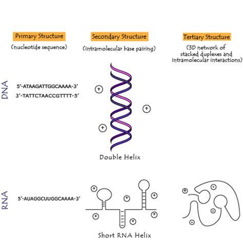 Tertiary Structure Of Rna