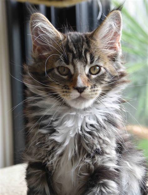 Maine Coon Cat Breeders Perth