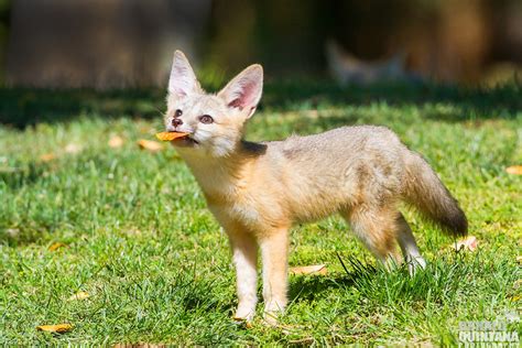 This baby fox playing with a leaf is your dose of cute for the day | MNN - Mother Nature Network