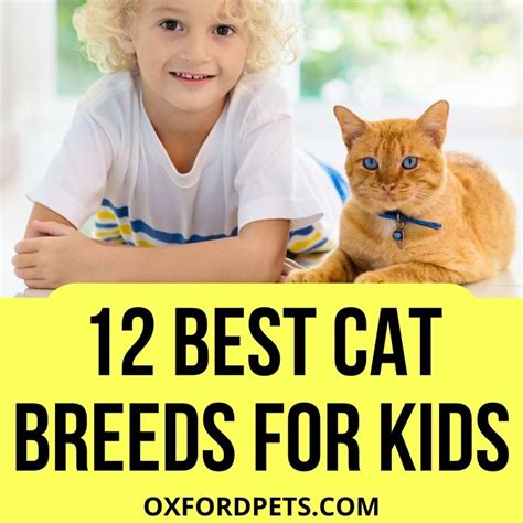 12 Best Cat Breeds for Kids (2022 Buyer’s Guide) - Oxford Pets