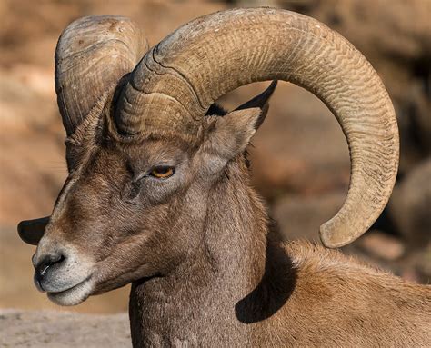 Bighorn Sheep | San Diego Zoo Safari Park