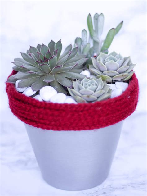 How to Properly Care for Succulents so They Stay Happy and Healthy - Natalie Linda