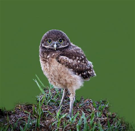 Baby Burrowing Owl 1 Photograph by Kathryn Seguin - Fine Art America