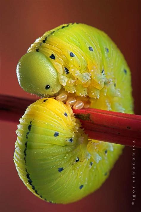 all the world animals: Amazing Insects!