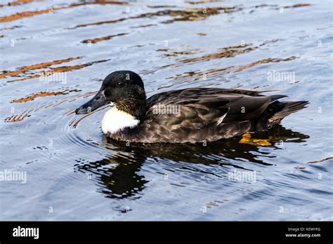 'Manky Mallard' - irregular colouring of mallard duck Stock Photo - Alamy