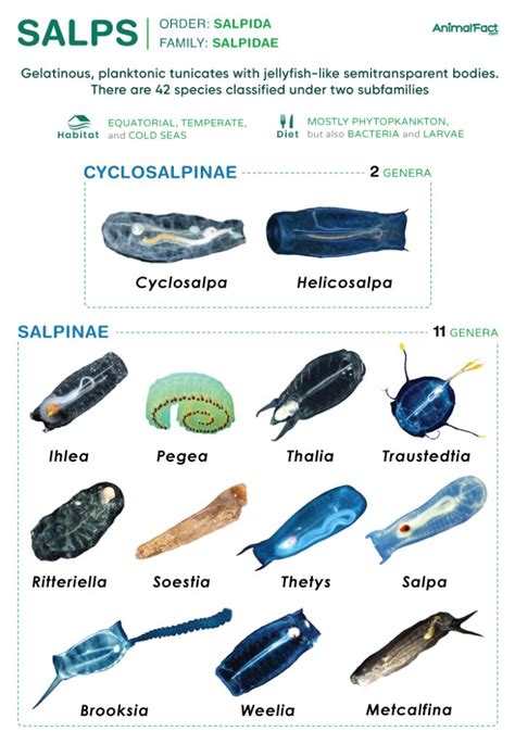 Salp - Anatomy, Habitat, Diet, Life Cycle, and Pictures