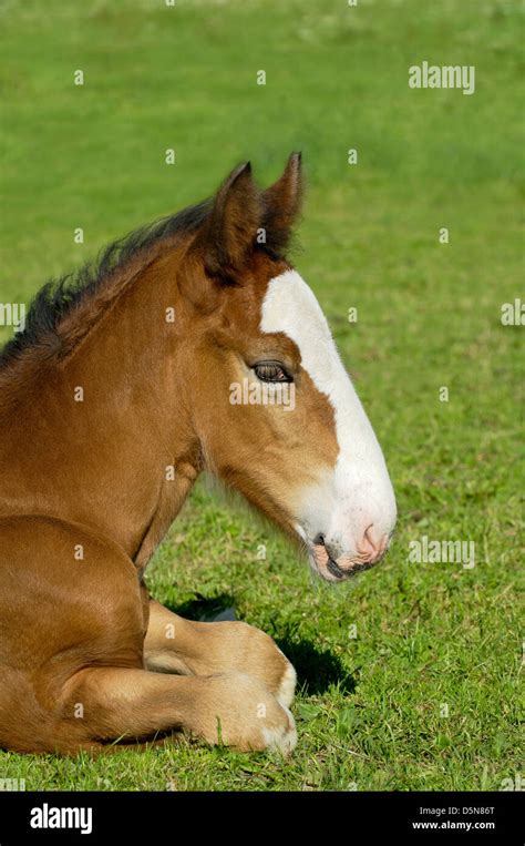 Shire horse foal Stock Photo - Alamy