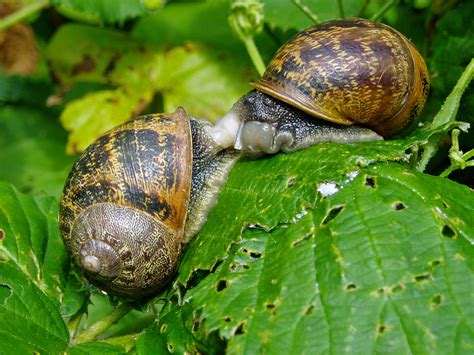 File:Mollusc garden snails 20070712 0113.jpg - Wikimedia Commons