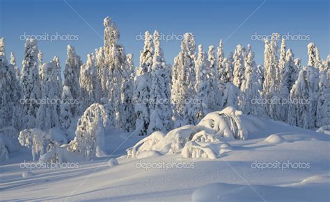 Northern Ural Mountains. Fantastic snow figures on trees. Frosty ...