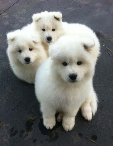 Samoyed vs American Eskimo Dog - Breed Comparison