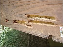 Carpenter Bee ~ Wood's Home Maintenance Service|BlogWood's Home Maintenance Service|Blog