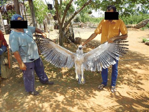 Curiosity Is Killing Harpy Eagles in Central and South America - EcoWatch