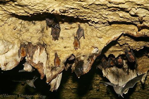 Bats roosting in the limestone caves at Tamana photo WP13030