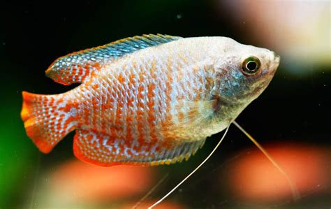 Dwarf Gourami - Care, Breed Profile, Diet, Breeding and Other Advice