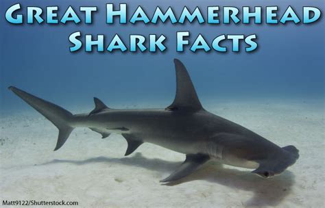 Great Hammerhead Shark Facts, Pictures & Video. Discover An Incredible Endangered Shark