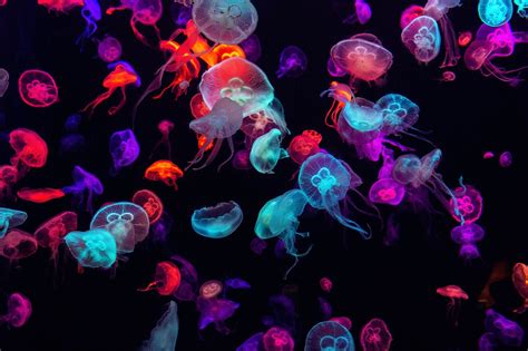 Coloured jellyfish - Wallpaper