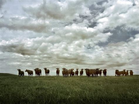 8 Tips For Incredible Rural Landscape Photography On iPhone