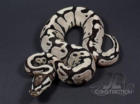 Killer Bee - Morph List - World of Ball Pythons