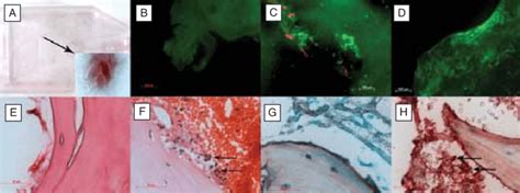 Histological and immunohistochemical analysis. | Download Scientific Diagram