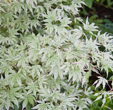 Ukigumo Japanese Maple Japanese Maple Bonsai 10 Seeds - Etsy