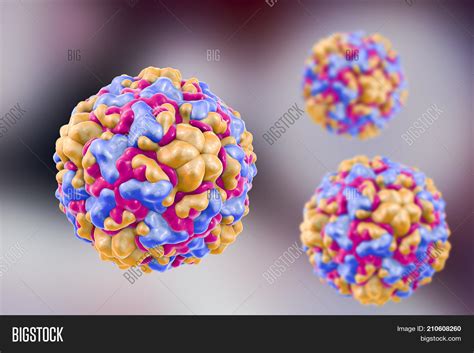 Rhinoviruses, Viruses Image & Photo (Free Trial) | Bigstock