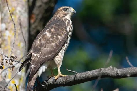 Do Hawks Migrate? Understanding the Fascinating Journey of Hawk Migration