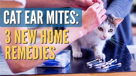 Cat Ear Mites: 3 New Remedies - Veterinary Secrets Blog with Dr. Andrew Jones, DVM