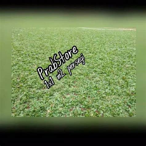 Jual promo Rumput gajah mini hijau harga per 1 meter | Shopee Indonesia