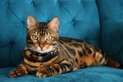 Why the awesome Bengal cat breed is not for everyone? - DOGS & CATS HQ