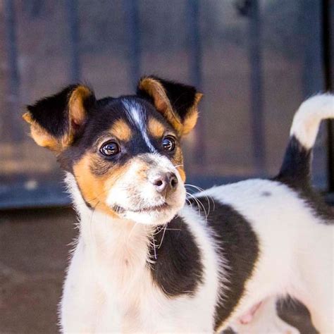 Full Grown Jack Russell Chihuahua Mix Black And White - Pets Lovers