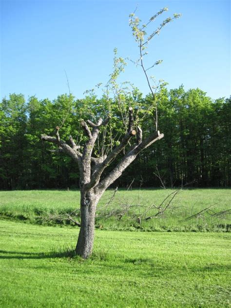 How to Prune Old Apple Trees to Produce Better Fruit