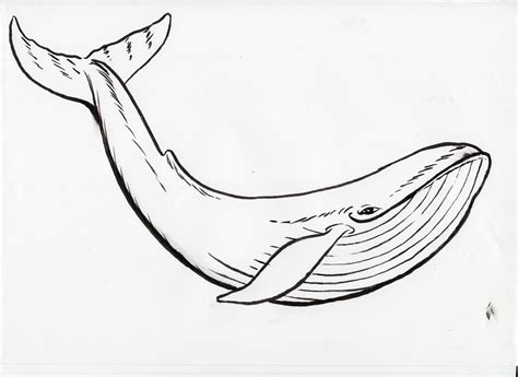 Whale Drawing Easy at GetDrawings | Free download