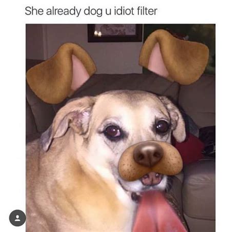 Yo Dawg, we heard you like dogs | Dog Filter | Know Your Meme