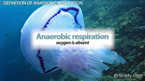 Anaerobic Respiration | Definition, Equation & Types - Lesson | Study.com