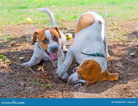 Jack Russell playing stock photo. Image of lovers, grass - 265506706