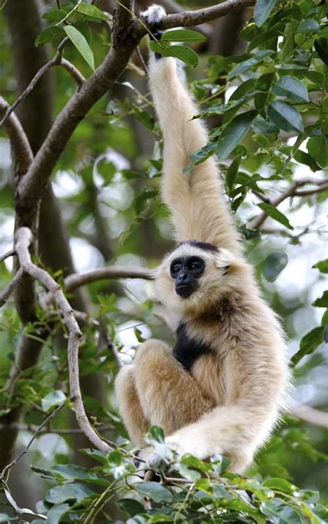 Gibbon - Monkey Facts and Information