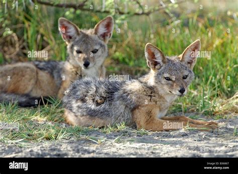 Black backed jackal pups hi-res stock photography and images - Alamy