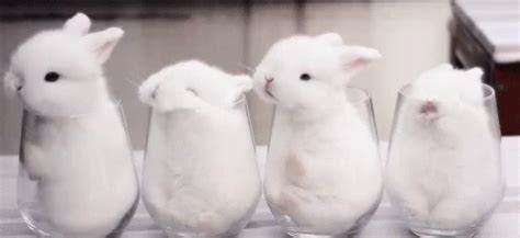 Bunny Rabbits GIFs | Tenor