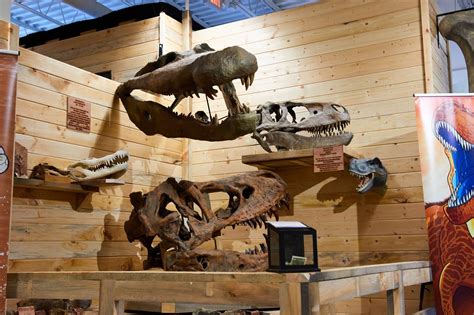 T-Rex at Tanger: Fossil museum expands at new location – The Appalachian