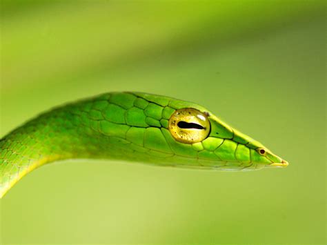 Many Means: Green Vine Snake