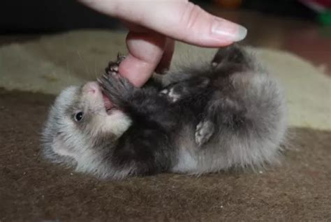 Baby Ferret Facts – The Modern Ferret